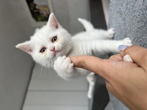 British shorthair white - imagine 4