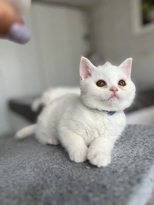 British shorthair white