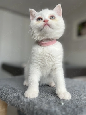 British shorthair white