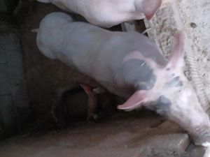 De vanzare vier pietrean fara paran jur de 90 kg