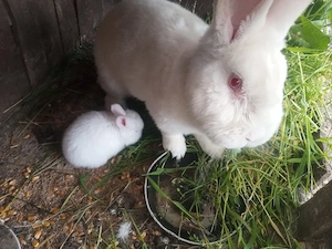 epurasi de rasa - imagine 3