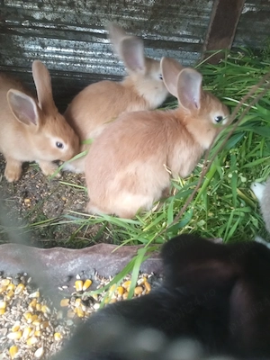 epurasi de rasa - imagine 5