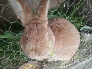 epurasi de rasa - imagine 4