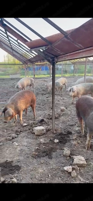 Porci Marele Alb si Duroc - imagine 2