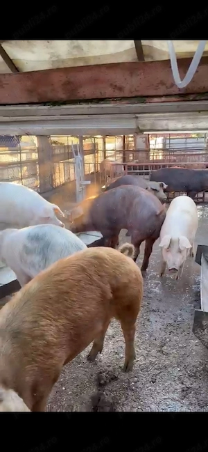 Porci Marele Alb si Duroc - imagine 3