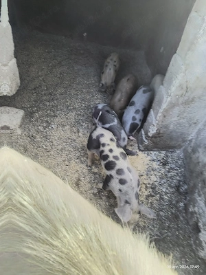 Vând 6 purcei de 6 saptamani mai multe detalii la telefon 