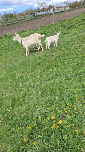 vând  3 capre și 2 iede de anul acesta