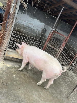 Vand carne de porc proaspata 