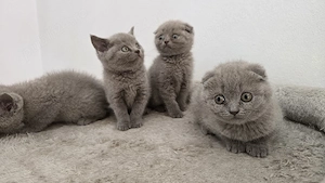 Pisici bristish shorthaire și scotish fold  - imagine 2