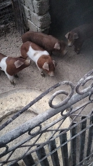 Purcei de 2 luni, foarte mâncăcioși