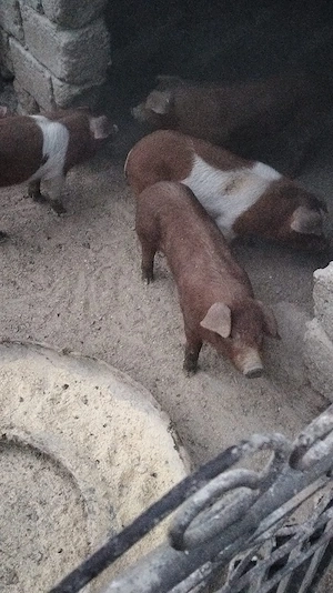 Purcei de 2 luni, foarte mâncăcioși - imagine 2