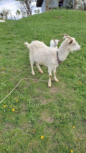 vând  3 capre și 2 iede de anul acesta - imagine 5