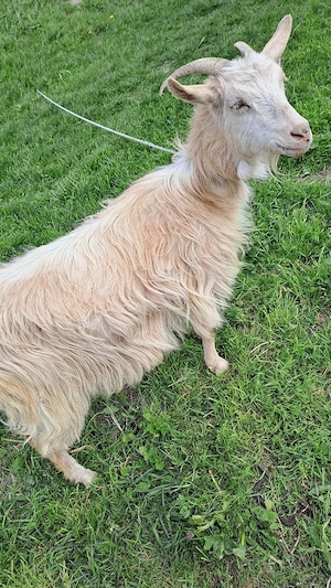 vând  3 capre și 2 iede de anul acesta - imagine 2