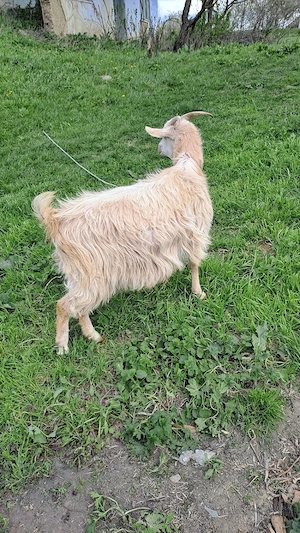 vând  3 capre și 2 iede de anul acesta - imagine 4