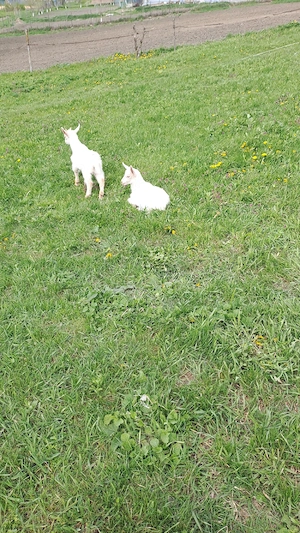 vând  3 capre și 2 iede de anul acesta - imagine 3