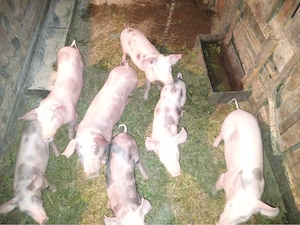 Purcei de vânzare - imagine 2