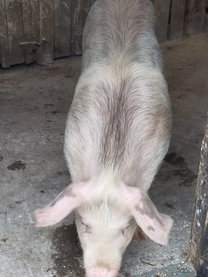 Scrofița de vânzare 