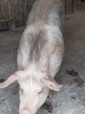 Scrofița de vânzare 