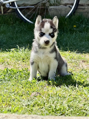 Husky Siberian Rasă Pură