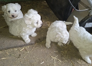 Bichon maltez mini - imagine 4