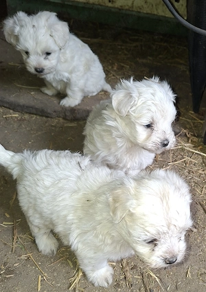 Bichon maltez mini - imagine 3