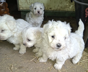 Bichon maltez mini