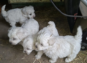 Bichon maltez mini - imagine 2