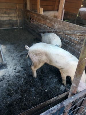 porci de vânzare 