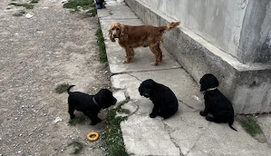 Căței Coker spaniol  (2masculi)) luni vaccinuri la zi conform vârstei