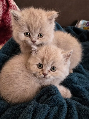 british shorthair scottish fold lila