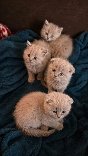 british shorthair scottish fold lila - imagine 2