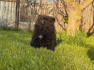 pomeranian negru  - imagine 5