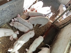 Purcei de 6 săptămâni  - imagine 2