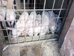 Purcei de 6 săptămâni  - imagine 4