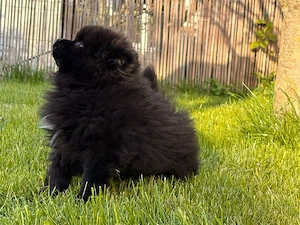 pomeranian negru  - imagine 2