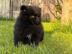 pomeranian negru  - imagine 4