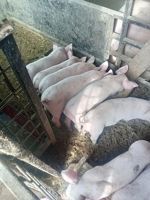 Purcei de 6 săptămâni  - imagine 3