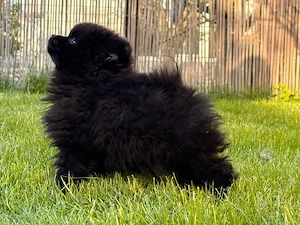 pomeranian negru  - imagine 3
