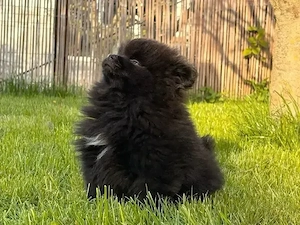 pomeranian negru 
