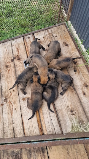 Pui Ciobanesc Belgian Malinois