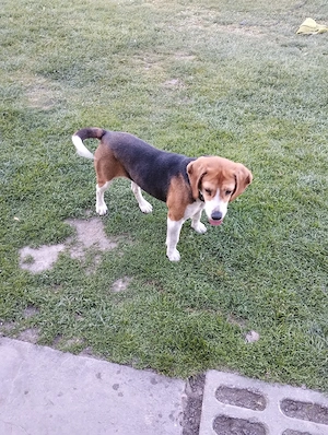 Vsnd Beagle fetița - imagine 2