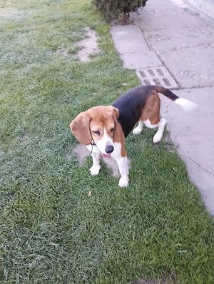 Vsnd Beagle fetița - imagine 3