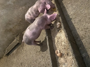 Purcei pietrean 