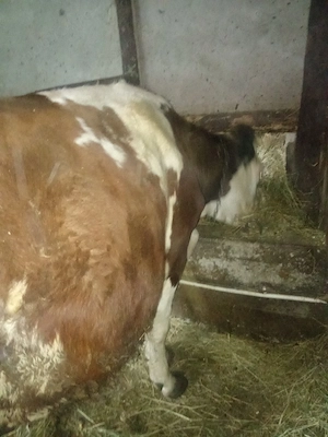 juninca  de vânzare  - imagine 3