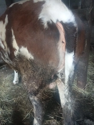 juninca  de vânzare  - imagine 2