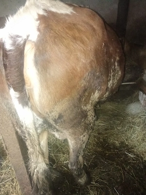 juninca  de vânzare  - imagine 4