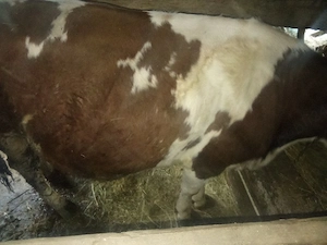 juninca  de vânzare 