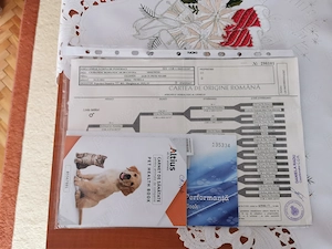  Femele Ciobănesc de Bucovina  - imagine 5
