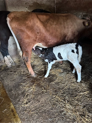 vind Vițeauă - imagine 2