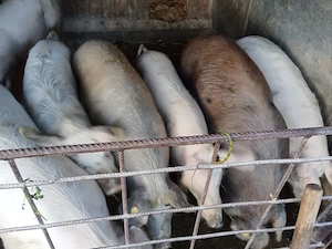 porci de vânzare între 80 și 130 kg. - imagine 3